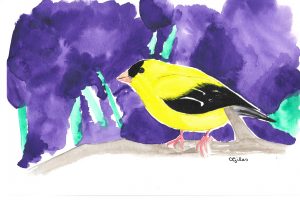 Watercolor: American Goldfinch against an absurdly purple background.