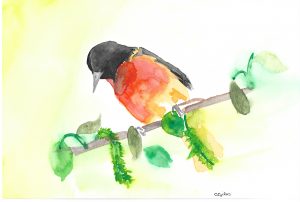 Watercolor: A Baltimore oriole against a yellow-green backdrop.