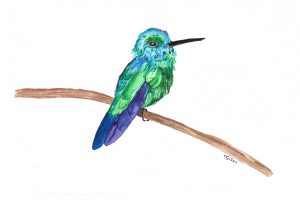 Watercolor: A blue-tailed emerald hummingbird that is probably not proportional.